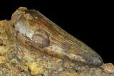 Rare, Cretaceous Crocodile (Goniopholis) Tooth in Situ - England #177062-2